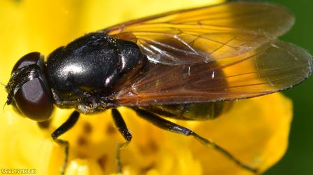 Buttercup Blacklet