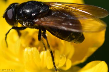 Buttercup Blacklet