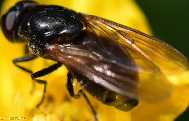 Buttercup Blacklet