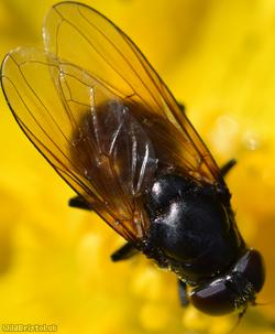Buttercup Blacklet