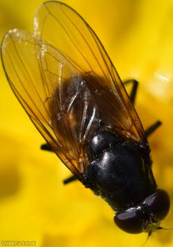 Buttercup Blacklet