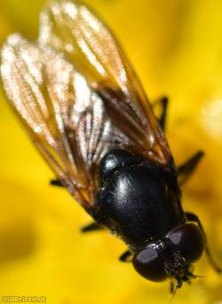 Buttercup Blacklet