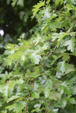 image for Common Hawthorn type 83