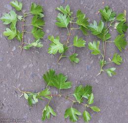 Common Hawthorn type 83