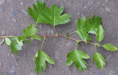 Common Hawthorn type 83