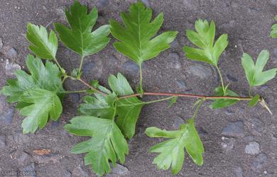 Common Hawthorn type 83
