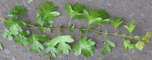 Common Hawthorn type 83