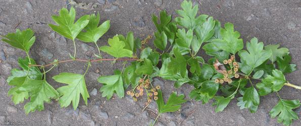 Common Hawthorn type 83