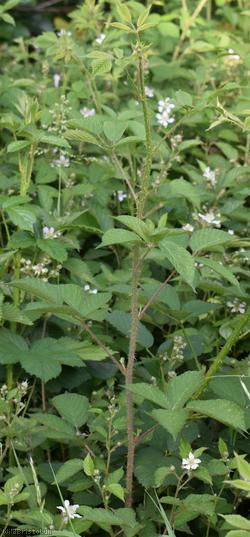 Miles's Bramble