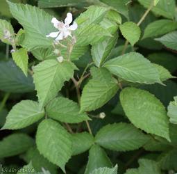 Miles's Bramble