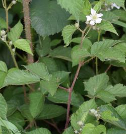 Miles's Bramble