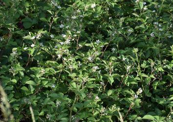 Miles's Bramble