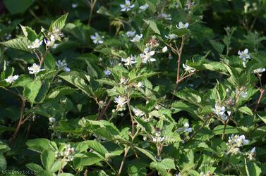 Miles's Bramble