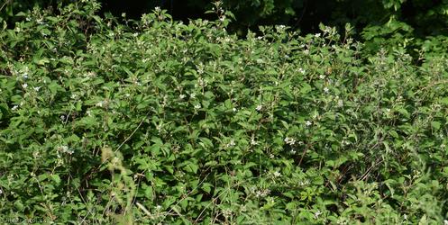 Miles's Bramble