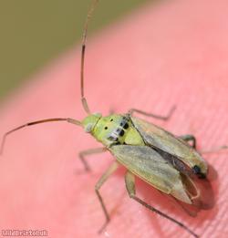 Potato Capsid