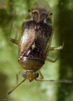 Pinalitus cervinus