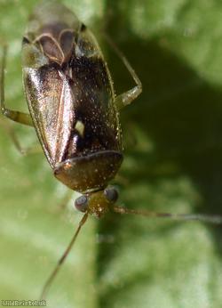 Pinalitus cervinus