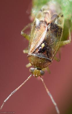 Pinalitus cervinus