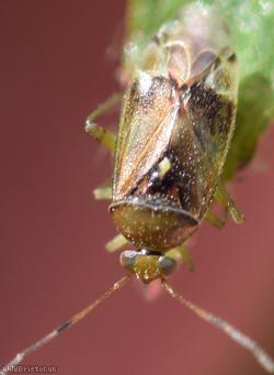 Pinalitus cervinus