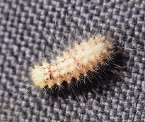 Moth Unidentified