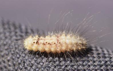 Moth Unidentified