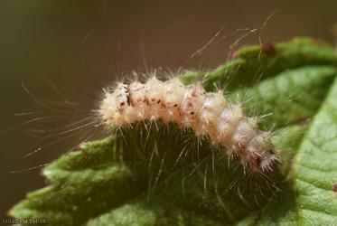 image for Moth Unidentified