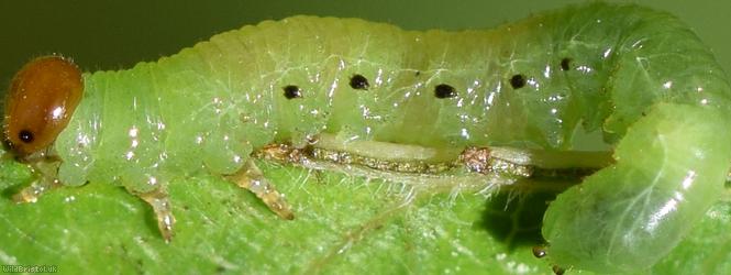 Torpedo Sawfly