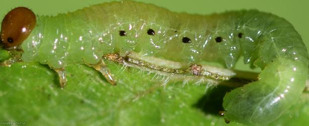 Torpedo Sawfly