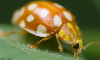 Orange Ladybird