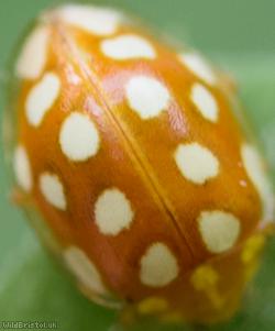Orange Ladybird