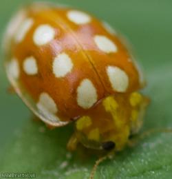 Orange Ladybird