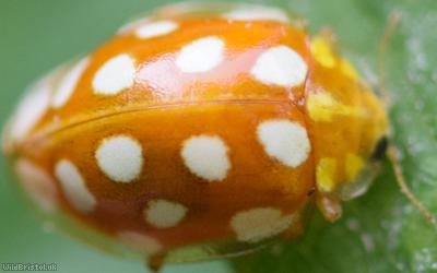 Orange Ladybird