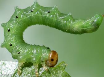 image for Torpedo Sawfly