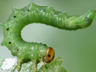 Torpedo Sawfly