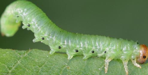 Torpedo Sawfly