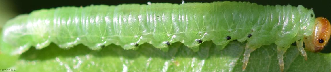 Torpedo Sawfly