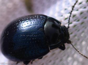 Cow Parsley Leaf Beetle