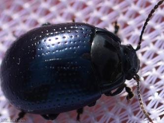 Cow Parsley Leaf Beetle