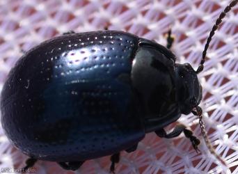 Cow Parsley Leaf Beetle