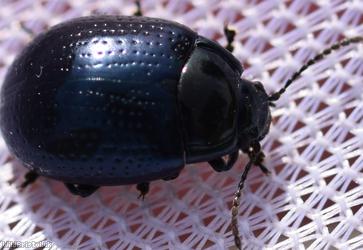 Cow Parsley Leaf Beetle