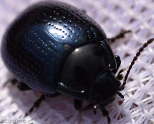 Cow Parsley Leaf Beetle
