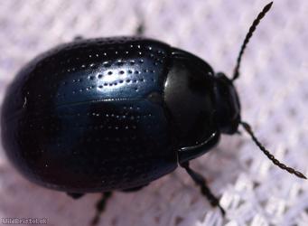 Cow Parsley Leaf Beetle