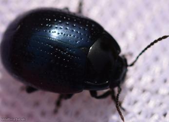 Cow Parsley Leaf Beetle