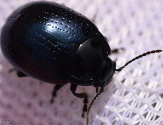 Cow Parsley Leaf Beetle