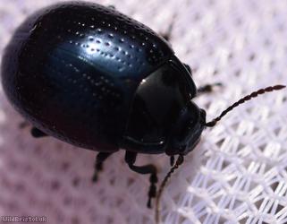 Cow Parsley Leaf Beetle