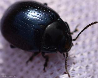 Cow Parsley Leaf Beetle