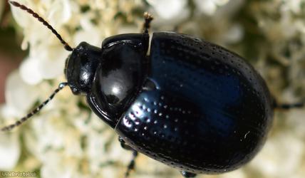 image for Cow Parsley Leaf Beetle