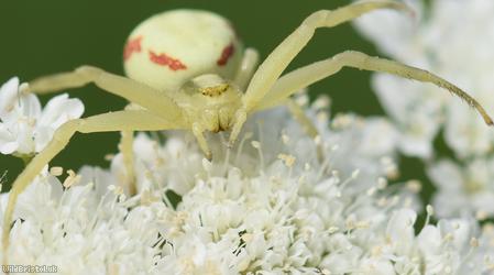 Flower Spider