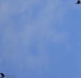 Common Buzzard