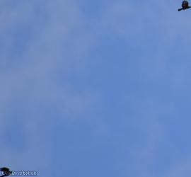 Common Buzzard